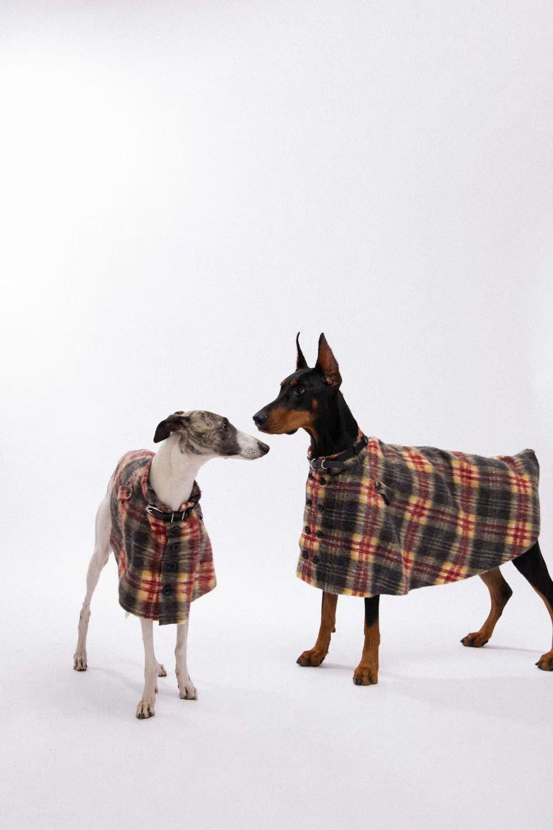 Elegance and Taste for Pets: A Perfect Blend of Aesthetics and Lifestyle
